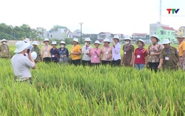Hội thảo đầu bờ giống lúa lai 3 dòng Syn 12