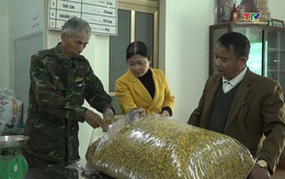 Hiệu quả mô hình hoa cúc chi sấy khô của gia đình ông Lê Khắc Phú, xã Đông Minh