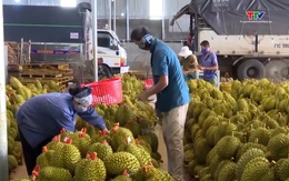 Trung Quốc cấp thêm mã vùng trồng cho sầu riêng Việt Nam