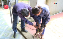 Chủ động phòng ngừa bệnh dại trên chó, mèo