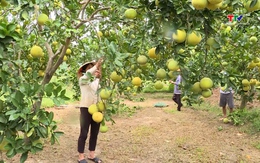 Sử dụng phân bón hữu cơ, hướng tới nền nông nghiệp an toàn
