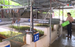 Ứng dụng khoa học kỹ thuật trong nuôi ươm cá giống, cá sinh sản