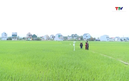 Nâng cao chất lượng sản xuất lúa gạo hữu cơ