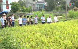 Hội nghị đầu bờ mô hình sản xuất lúa hữu cơ