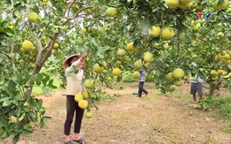 Thủ tướng chỉ đạo các giải pháp khắc phục tình trạng “được mùa mất giá”