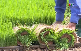 Vai trò hợp tác xã đưa mạ khay, máy cấy vào sản xuất