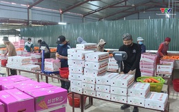 Xuất khẩu rau quả sụt giảm tháng thứ 5 liên tiếp