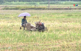 Các địa phương thu hoạch lúa chiêm Xuân, tiến hành sản xuất vụ mùa 2025