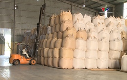 Các doanh nghiệp đẩy mạnh thu mua và chế biến lúa gạo