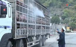 Chủ động ứng phó với dịch tả lợn Châu Phi 