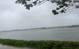 Hơn 5.400 ha diện tích nông nghiệp bị ngập trắng
