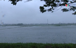 Hơn 19.000 ha cây trồng bị ngập do bão số 3