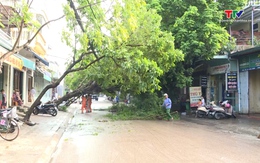 Giảm thiểu tình trạng cây xanh đô thị gãy đổ trong mùa mưa bão