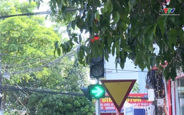 Khó phát hiện đèn tín hiệu giao thông do bị tán cây che khuất