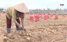 Hợp tác xã tích tụ ruộng đất, phát triển nông nghiệp hàng hóa