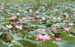 Mùa sen thành cổ