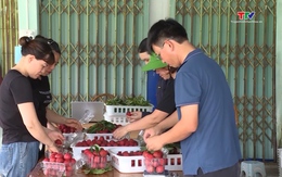 Nâng tầm thương hiệu nông sản Thanh Hóa