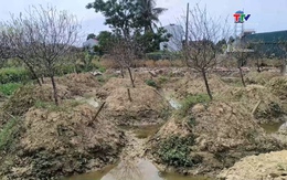 Hơn 38ha đào Quảng Chính đồng loạt chết rũ