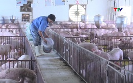 Bộ Y tế khuyến cáo phòng chống bệnh liên cầu lợn