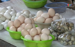 Giá trứng gà tăng cao nhưng tiềm ẩn nguy cơ giảm sốc