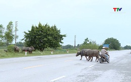 Nguy cơ tai nạn giao thông do thả rông gia súc trên đường
