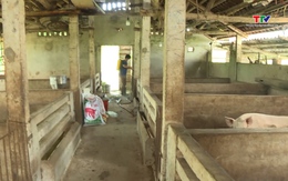 Thanh Hóa có 7 xã đã qua 21 ngày không phát sinh mới bệnh dịch tả lợn Châu Phi