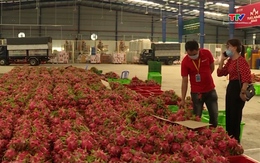 Mỹ tăng nhập khẩu rau quả Việt Nam
