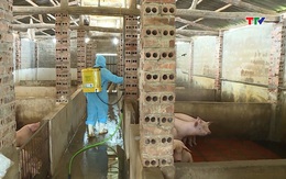 Quyết liệt khống chế dịch tả lợn châu Phi