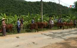 Trao trâu, bò giống cho hộ dân trên địa bàn xã Quang Chiểu