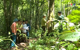 Dự báo cháy rừng từ ngày 09/8 - 11/8/2025