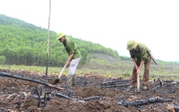 Mở rộng diện tích rừng trồng bằng nuôi cấy mô