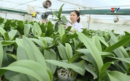 Công ty Mía đường Lam Sơn ứng dụng công nghệ cao vào sản xuất