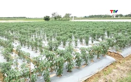 Xã Kim Tân tập trung tiêu thoát nước đệm bảo vệ diện tích cây vụ Đông