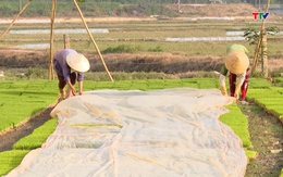 Các địa phương chủ động chống rét cho cây trồng