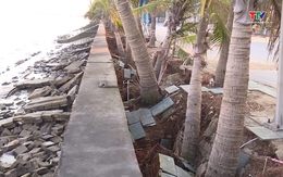 Bờ biển Hải Tiến đoạn qua xã Hoằng Thanh sạt lở nghiêm trọng