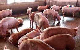 Chi gần 2 tỷ USD nhập khẩu thịt, giá lợn hơi trong nước vẫn tăng cao 