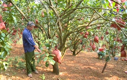 Bưởi Luận Văn - niềm tự hào nông sản của vùng đất Lam Sơn