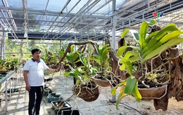 Các nhà vườn chuẩn bị hoa, cây cảnh phục vụ Tết Nguyên đán