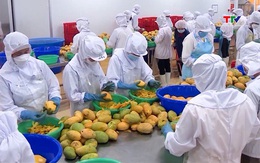 Xuất khẩu rau quả sang Trung Quốc cao kỷ lục