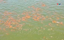 Làng nghề nuôi cá chép Lưu Vệ vào vụ Tết