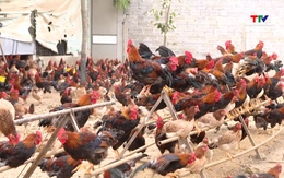 Chăn nuôi gà VietGap đem lại giá trị thu nhập cao 