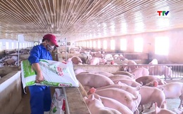 Giá lợn hơi tăng cao sát Tết