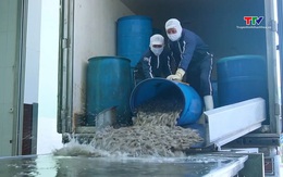 Xuất khẩu thủy sản bước vào giai đoạn tăng tốc bền vững