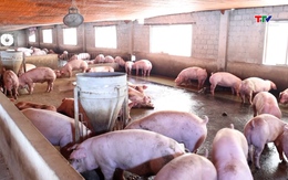 Giá tăng, nguồn cung thịt lợn đáp ứng đủ nhu cầu Tết