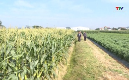 Phát triển mô hình liên kết trong sản xuất vụ đông