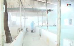 Thanh Hóa công bố hết dịch tả lợn châu Phi trên toàn tỉnh