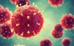 Bộ Y tế khuyến cáo 5 biện pháp phòng chống dịch bệnh do virus Nipah