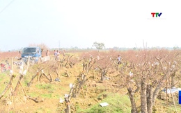 Xã Thọ Phú sẵn sàng cho hội chợ hoa đào Xuân Bính Ngọ 2026