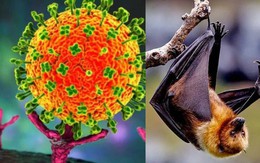 Tăng cường giám sát, phòng chống dịch bệnh do vi rút Nipah