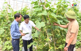 Thanh Hóa chú trọng xây dựng các chuỗi giá trị trong sản xuất nông nghiệp